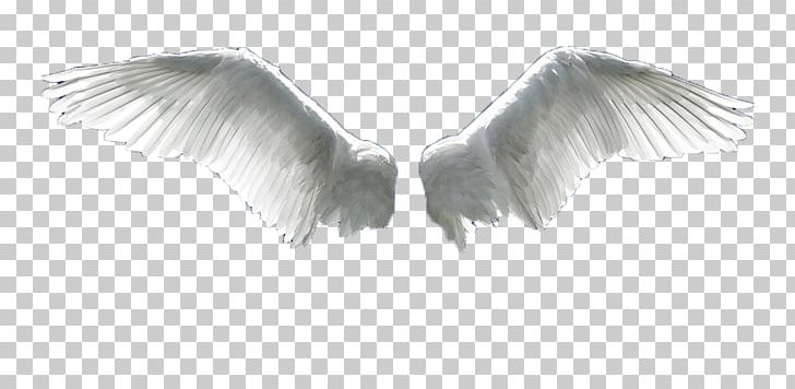 Wing Flight Aile PNG, Clipart, Advertising, Angel, Angels, Angel Wing, Beak Free PNG Download
