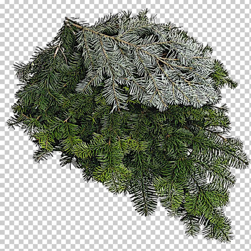 Fern PNG, Clipart, American Larch, Balsam Fir, Branch, Canadian Fir, Colorado Spruce Free PNG Download