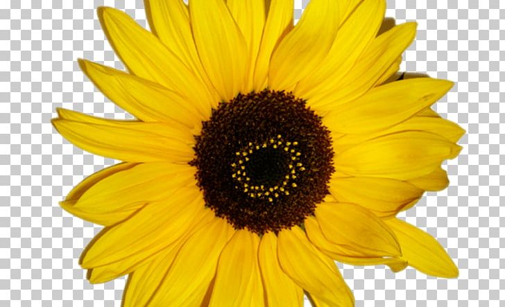 Common Sunflower Graphics Drawing Illustration PNG, Clipart, Black And White, Cartoon, Cartoon Sunflower, Common Sunflower, Daisy Family Free PNG Download