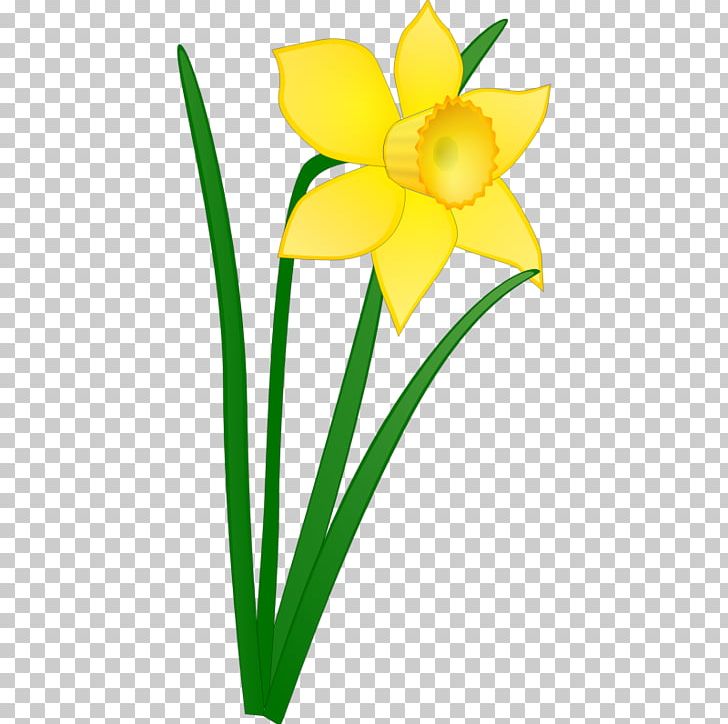 Daffodil PNG, Clipart, Amaryllis Family, Bulb, Cut Flowers, Daffodil, Daffodil Image Free PNG Download