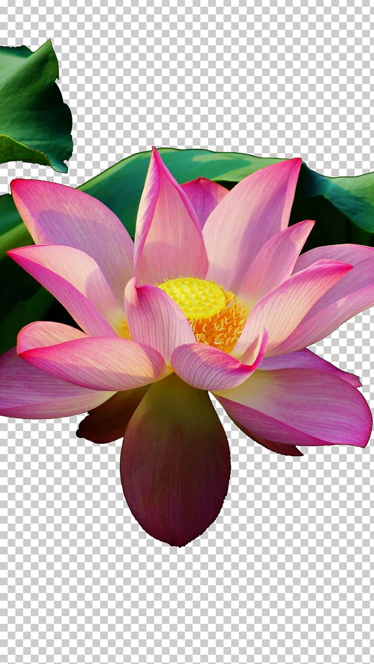 Nelumbo Nucifera Avatar Icon PNG, Clipart, Annual Plant, Aquatic Plant, Avatar, Bloom, Bright Light Effect Free PNG Download