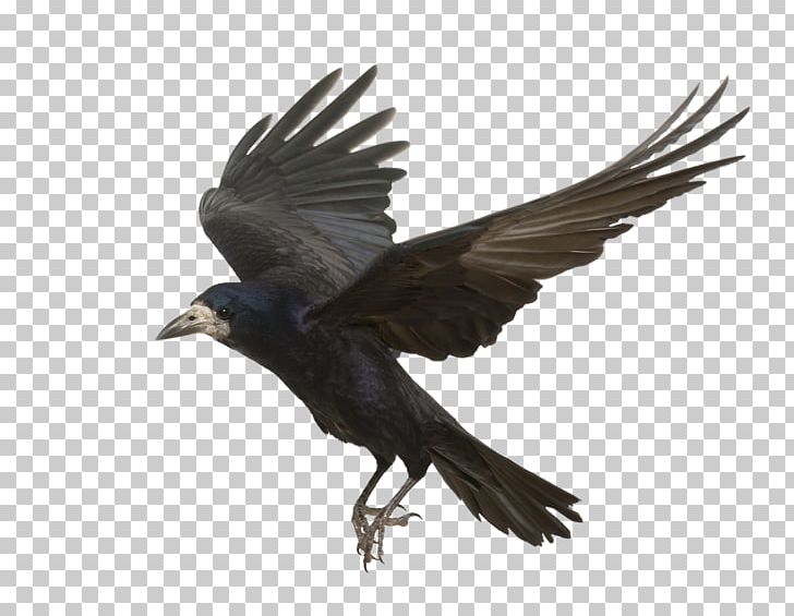 Rook Common Raven Bird Carrion Crow Flight PNG, Clipart, American Crow, Animals, Asuka, Beak, Bird Flight Free PNG Download