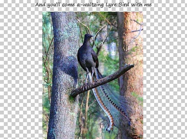 Superb Lyrebird Albert's Lyrebird Beak Passerine PNG, Clipart,  Free PNG Download