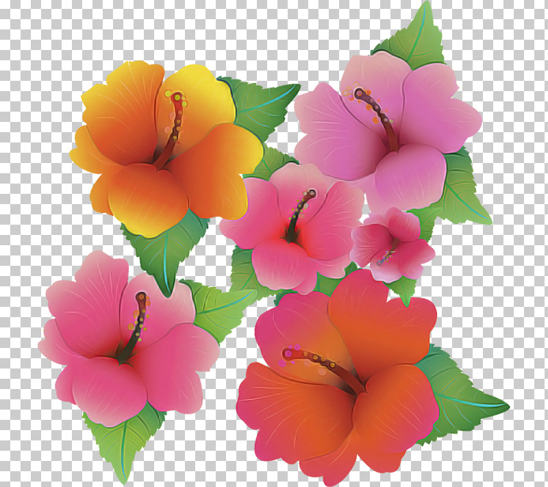 Shoeblackplant Annual Plant Herbaceous Plant Plants Violet PNG, Clipart, Annual Plant, Biology, Herbaceous Plant, Hibiscus, Plants Free PNG Download