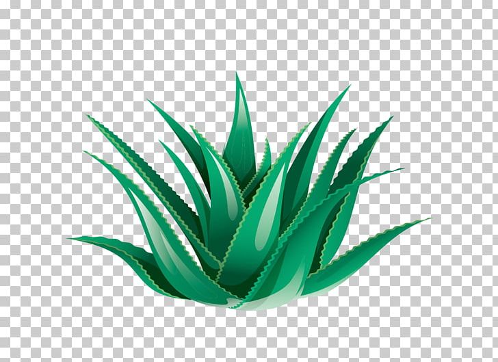 Aloe Vera Icon PNG, Clipart, Agave, Agave Azul, Aloe, Aloe Plant, Aloe Vera Crush Free PNG Download