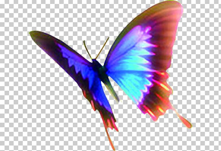 Butterfly Insect Wing Moth PNG, Clipart, Adobe Illustrator, Art, Color, Color Pencil, Color Powder Free PNG Download