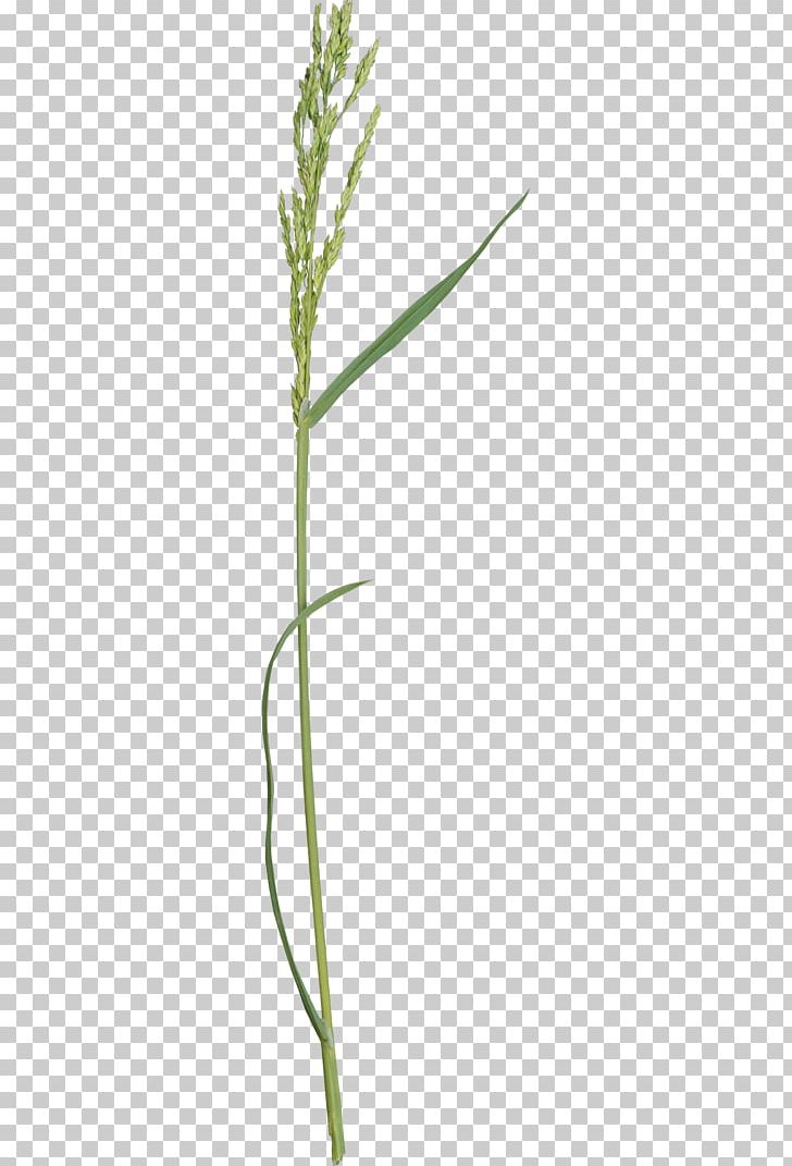 Grass Lawn Herbaceous Plant Twig Plant Stem PNG, Clipart, Advertising, Angle, Background Green, Fall Leaves, February Free PNG Download