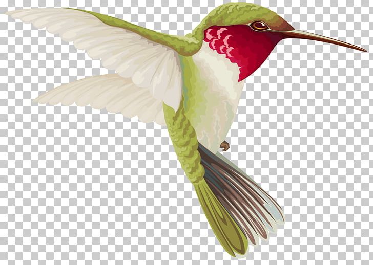 Hummingbird Drawing PNG, Clipart, Beak, Bird, Decoupage, Drawing, Fauna Free PNG Download