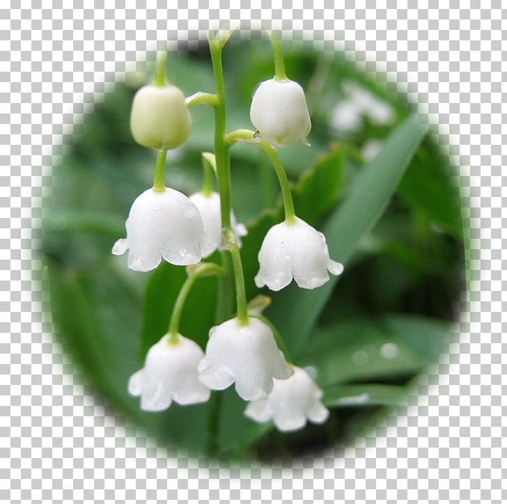 Lily Of The Valley Flower Lilium PNG, Clipart, Background, Color, Flower, Flowerpot, Flowers Free PNG Download
