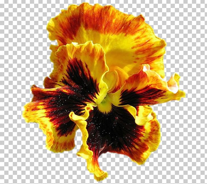 Pansy Cut Flowers Petal PNG, Clipart, Closeup, Cut Flowers, Flower, Flowering Plant, Others Free PNG Download