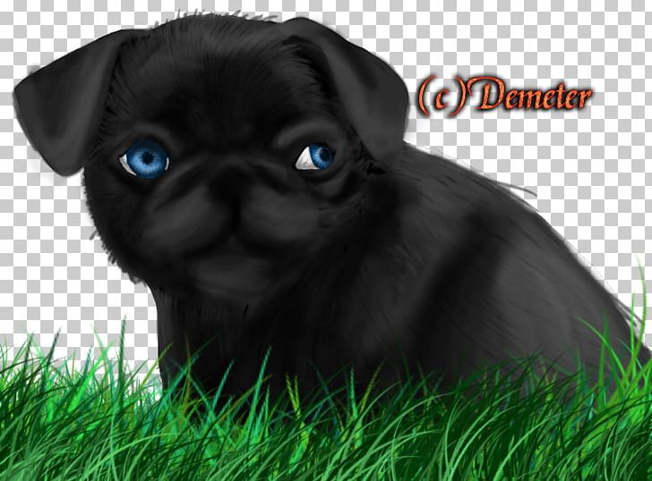 Pug Puppy Dog Breed Pet Canidae PNG, Clipart, Animal, Animals, Breed Group Dog, Canidae, Carnivora Free PNG Download