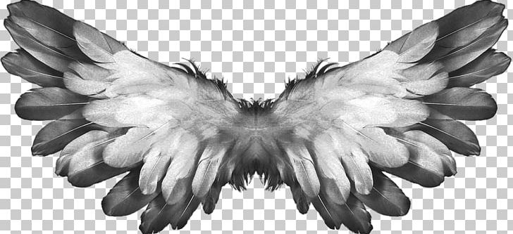 Angel Wings Feathers PNG, Clipart, Comics, Fantasy, Wings Free PNG Download