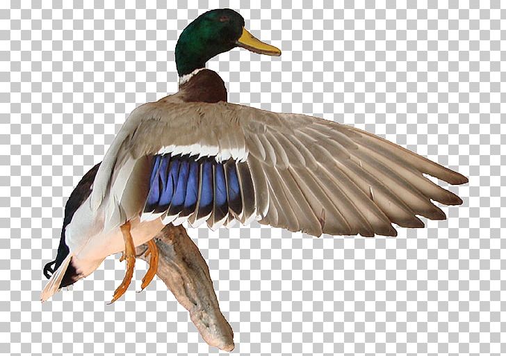 Duck Mallard Bird Eurasian Wigeon Flight PNG, Clipart, Anatidae, Animal, Animals, Beak, Bird Free PNG Download