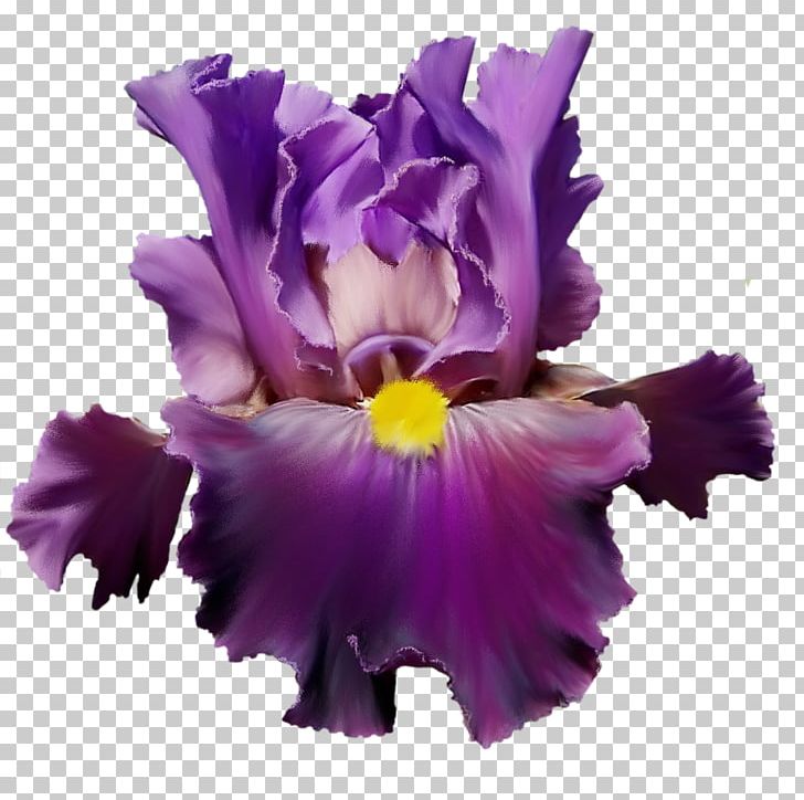 Flower Purple Lilac Watercolor Painting Violet PNG, Clipart, Album, Cattleya, Comic, Cut Flowers, Floral Design Free PNG Download