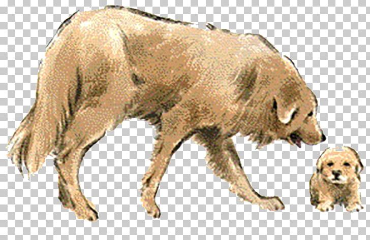 Golden Retriever Dog Breed PNG, Clipart, Animals, Carnivoran, Dog Like Mammal, Dogs, Download Free PNG Download