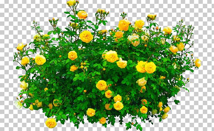 Shrub Garden Roses Flower PNG, Clipart, Annual Plant, Bellflower Family, Bellflowers, Bush, Chamaemelum Nobile Free PNG Download
