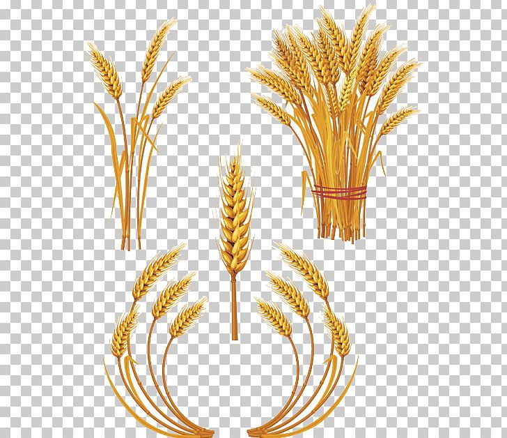 Wheat Ear PNG, Clipart, Brown Rice, Bumper, Commodity, Ear, Food Free PNG Download