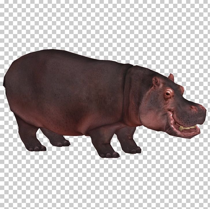 Zoo Tycoon 3: Hippopotamus 