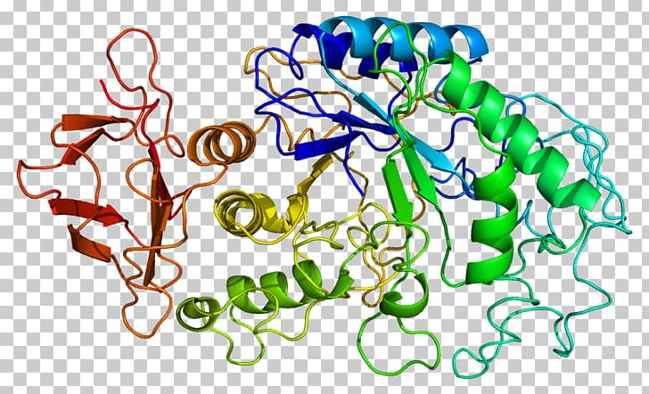 Alpha-amylase AMY1A AMY2B Enzyme PNG, Clipart, Alphaamylase, Amylase, Area, Artwork, Digestion Free PNG Download