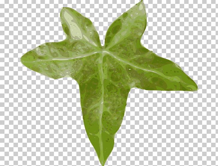 Common Ivy Leaf Vine PNG, Clipart, Common Fig, Common Ivy, Computer Icons, Drawing, Fig Leaf Free PNG Download