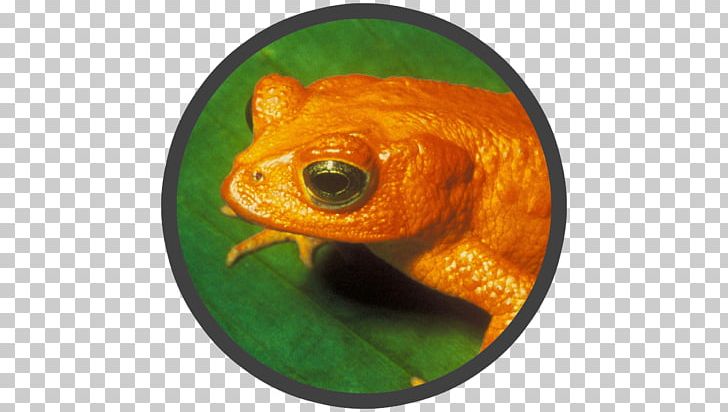 Monteverde Cloud Forest Frog Golden Toad Extinction PNG, Clipart, Amphibian, Animals, Cloud Forest, Endangered Species, Extinction Free PNG Download