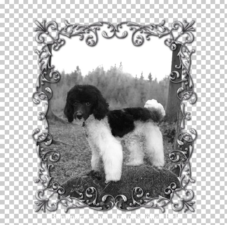 Poodle Schnoodle Cockapoo Puppy Dog Breed PNG, Clipart, Animals, Arlequin, Black And White, Breed, Carnivoran Free PNG Download