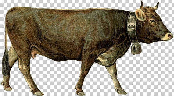 Dairy Cattle Ox Bull PNG, Clipart, Animal, Animals, Bull, Cattle, Cattle Like Mammal Free PNG Download