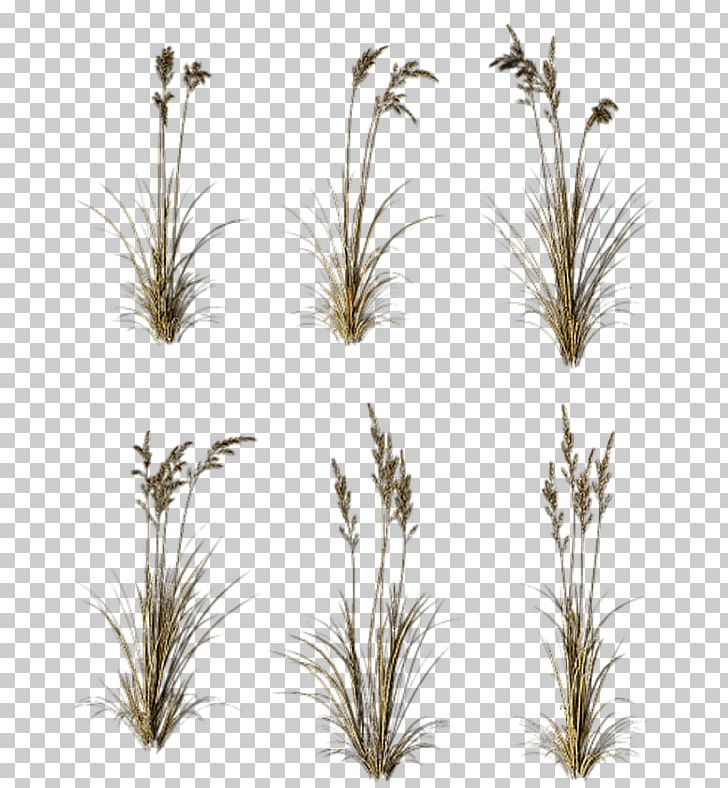 Grasses Branch Tree Twig Plant Stem PNG, Clipart, Branch, Commodity, Common Reed, Family, Grass Free PNG Download