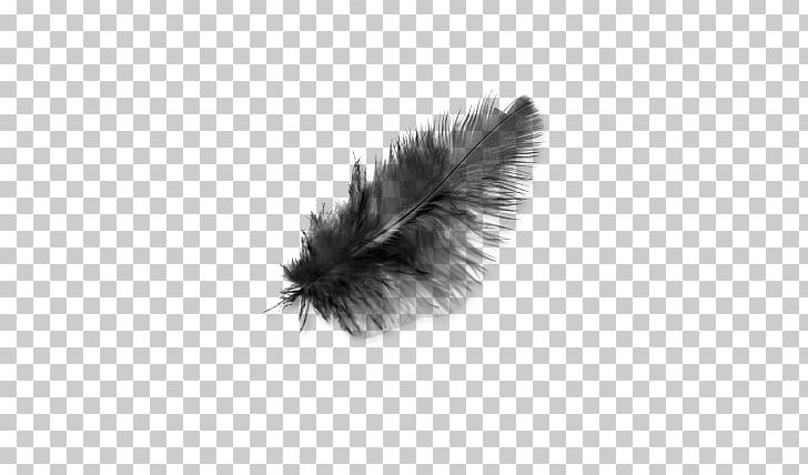 Light Black Feather PNG, Clipart, Feathers, Nature Free PNG Download