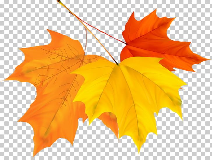 Maple Leaf Autumn PNG, Clipart, Autumn, Autumn Leaf Color, Autumn Leaves, Color, Design Vector Free PNG Download