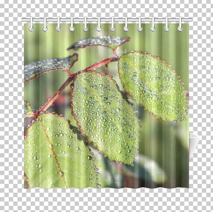 Plant Pathology Branching PNG, Clipart, Branch, Branching, Grass, Green Curtain, Leaf Free PNG Download