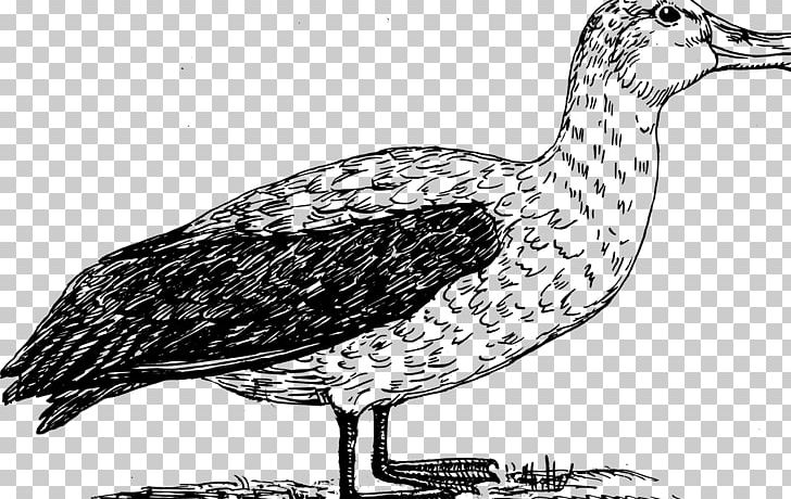 Seabird Gulls Albatross Drawing PNG, Clipart, Albatross, Animals, Beak, Bird, Bird Flight Free PNG Download