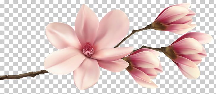Southern Magnolia PNG, Clipart, Beauty, Blossom, Branch, Clipart, Clip Art Free PNG Download