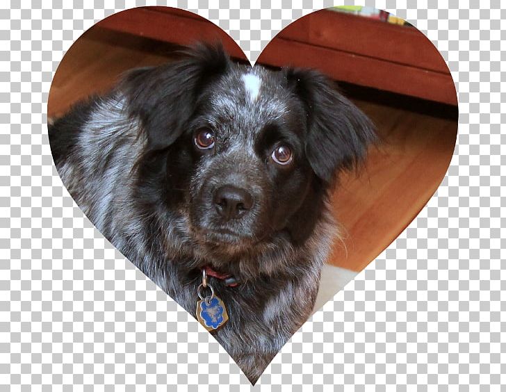 Stabyhoun Puppy Rare Breed (dog) Dog Breed Companion Dog PNG, Clipart, Animals, Breed, Carnivoran, Companion Dog, Crossbreed Free PNG Download
