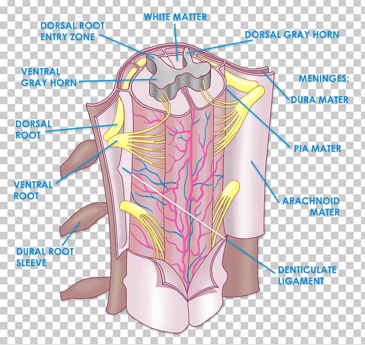 The Spinal Cord Anatomy Vertebral Column Physiology PNG, Clipart, Abdomen, Anatomy, Angle, Arm, Blood Vessel Free PNG Download