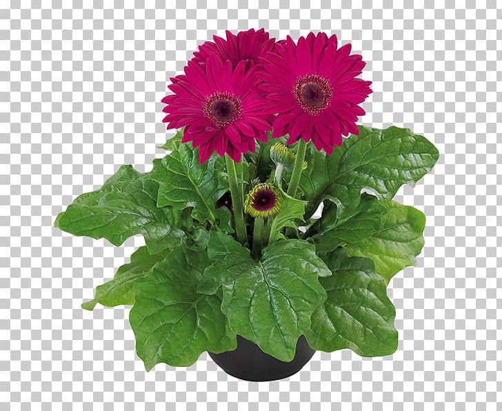 Transvaal Daisy Flower MIDI Plant Gerbera Aurantiaca PNG, Clipart, Annual Plant, Chrysanthemum, Chrysanths, Color, Cut Flowers Free PNG Download