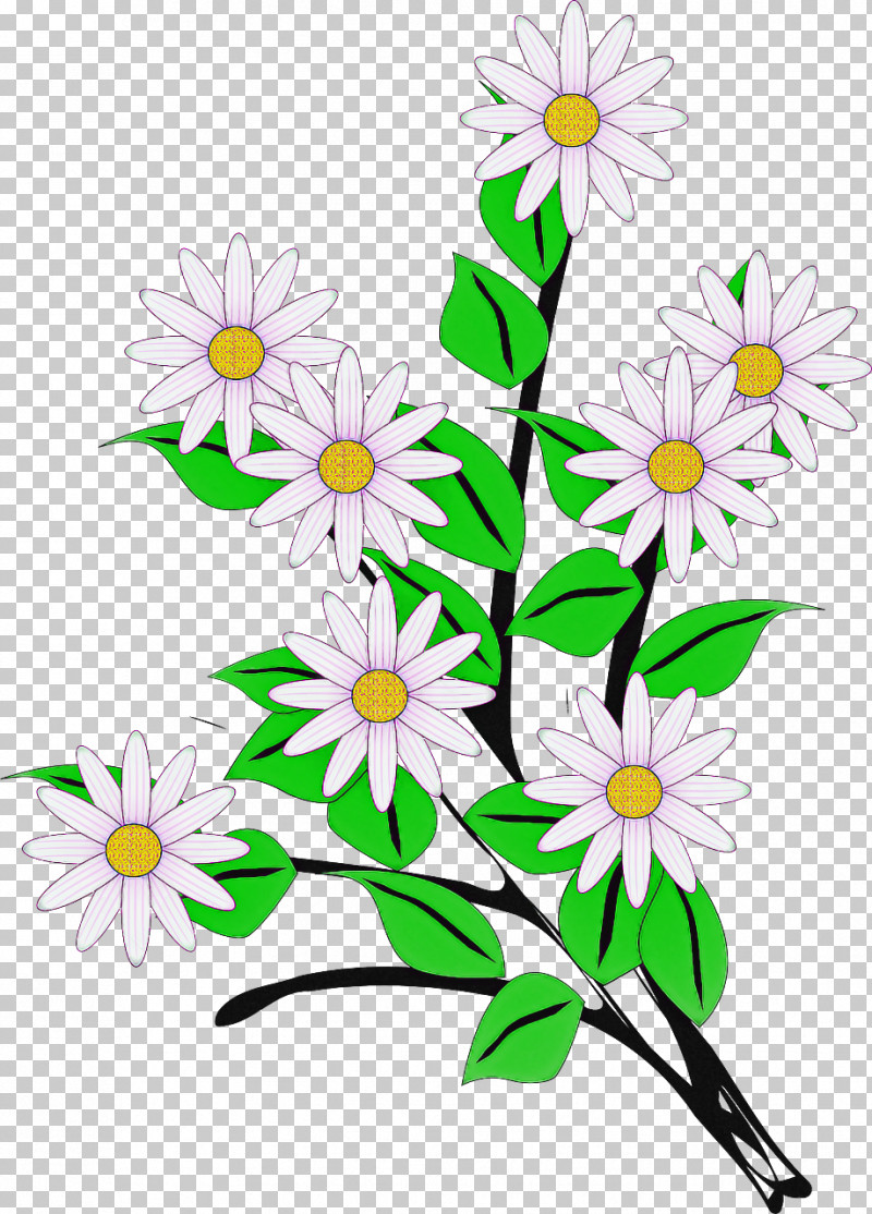 Daisy PNG, Clipart, Aster, Camomile, Chamaemelum Nobile, Chamomile, Daisy Free PNG Download