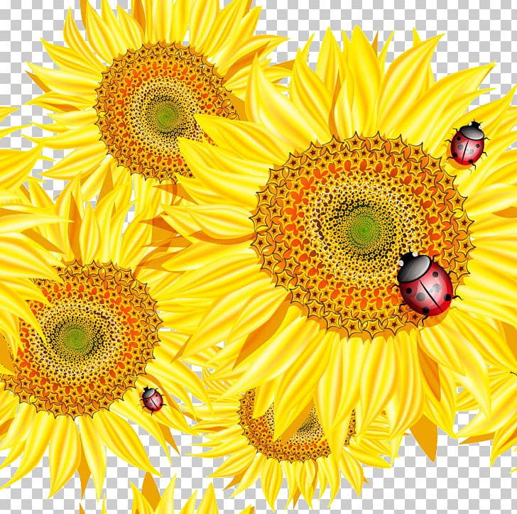 Common Sunflower Bee Euclidean PNG, Clipart, Beautiful Vector, Daisy Family, Encapsulated Postscript, Flower, Happy Birthday Vector Images Free PNG Download
