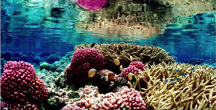 Great Barrier Reef Coral Reef Coral Bleaching Global Warming PNG ...