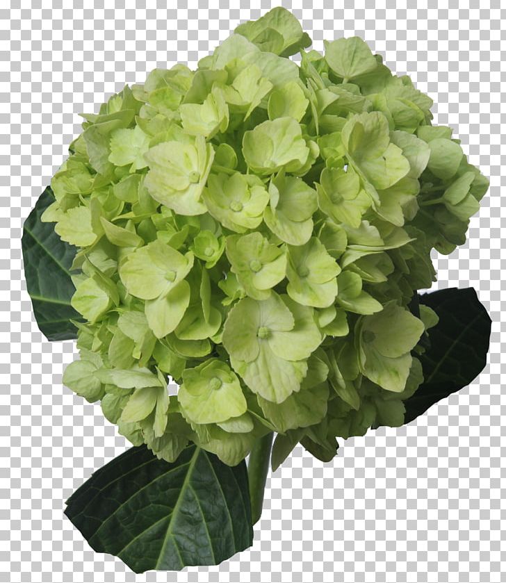 Hydrangea Cut Flowers Green Lemon PNG, Clipart, Annual Plant, Blue, Color, Cornales, Cut Flowers Free PNG Download
