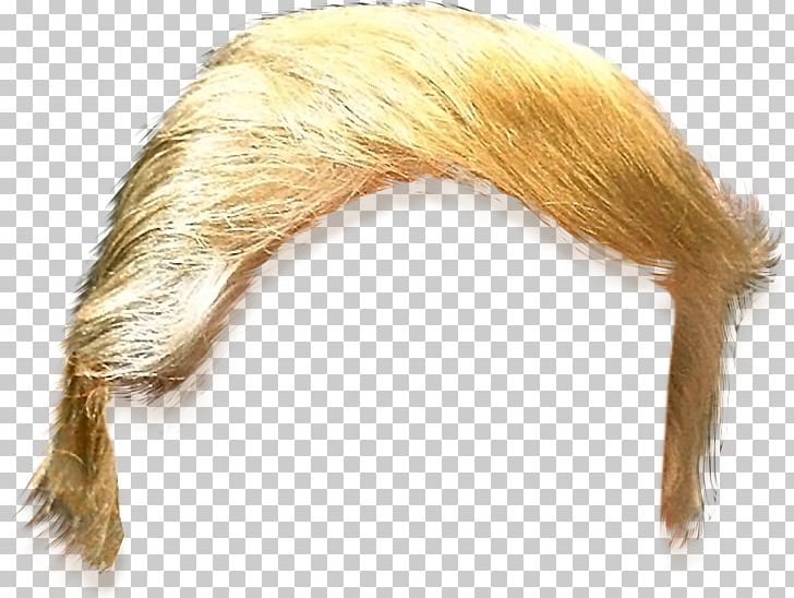 United States Trump Hair PNG, Clipart, Blue Hair, Clip Art, Donald Trump, Fur, Hair Free PNG Download