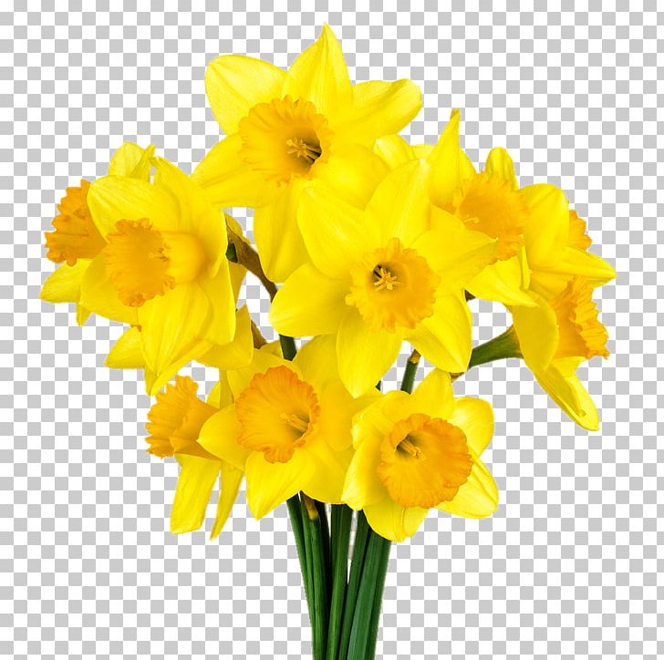 Narcissus Pseudonarcissus PNG, Clipart, Amaryllis Family, Clip Art, Cut Flowers, Daffodil, Download Free PNG Download
