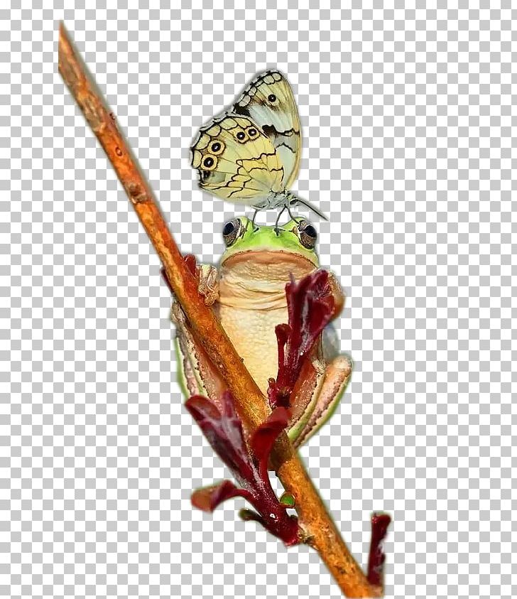 Tree Frog Rhacophorus PNG, Clipart, 1000000, Animal, Animals, Butterfly, Christmas Tree Free PNG Download