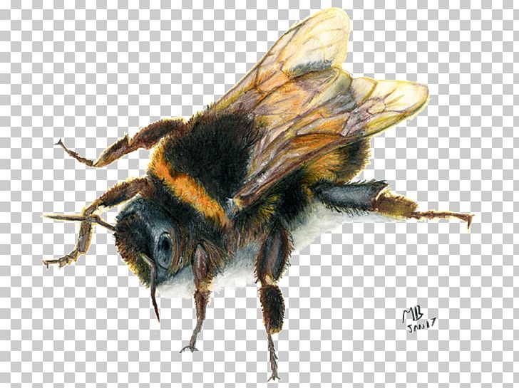 European Dark Bee Insect Bee Sting Honey Bee PNG, Clipart, Animal, Animal Bite, Arthropod, Bee, Bee Bee Free PNG Download