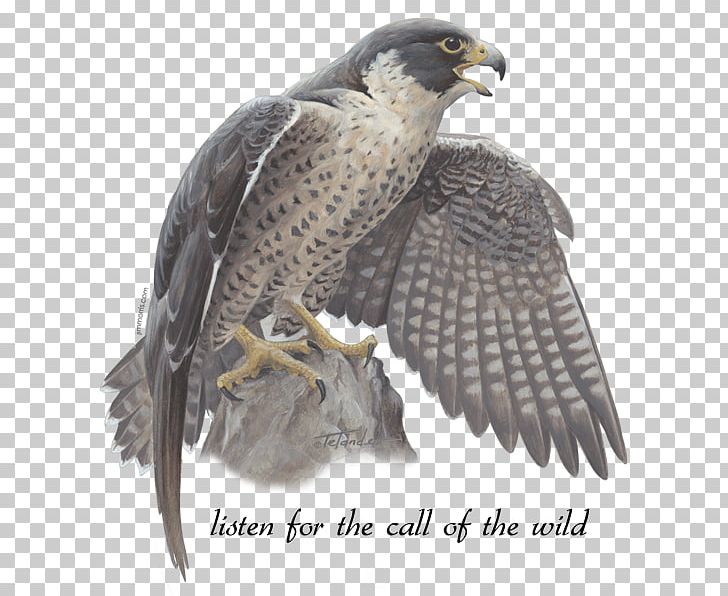 Hawk Jim Morris Environmental T-Shirt Co. The Peregrine Falcons PNG, Clipart, Accipitriformes, Beak, Bird, Bird Of Prey, Buzzard Free PNG Download