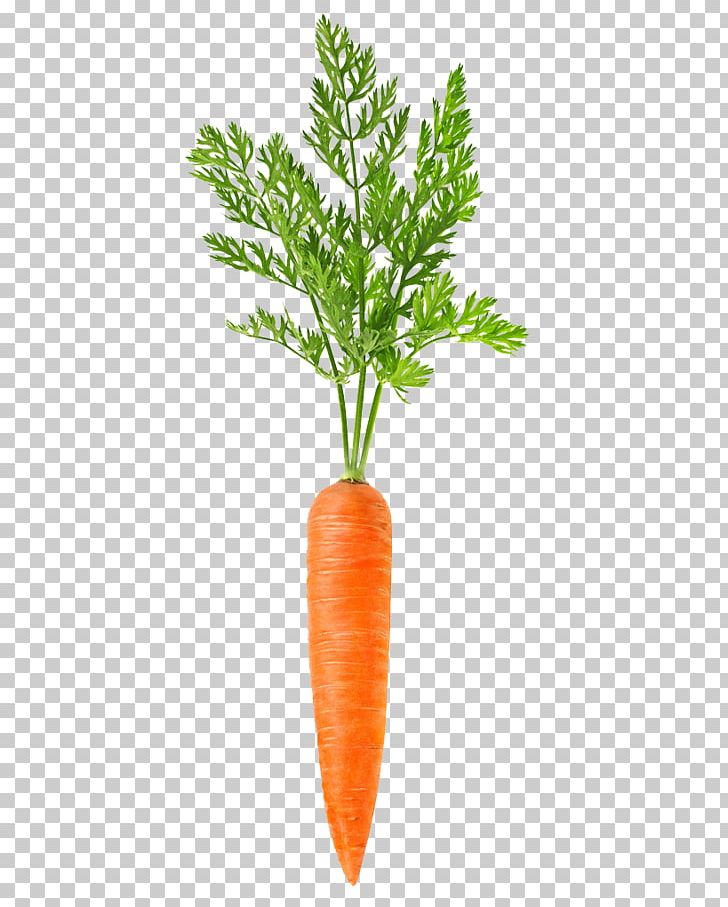 Carrot PNG, Clipart, Adobe Illustrator, Bunch Of Carrots, Carrot, Carrot Cartoon, Carrot Juice Free PNG Download