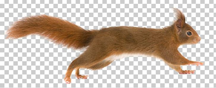 Fox Squirrel Tree Squirrel PNG, Clipart, Animal, Animal Figure, Chipmunk, Fauna, Fox Squirrel Free PNG Download