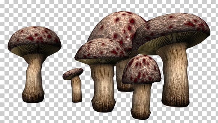 poisonous mushroom images and clipart