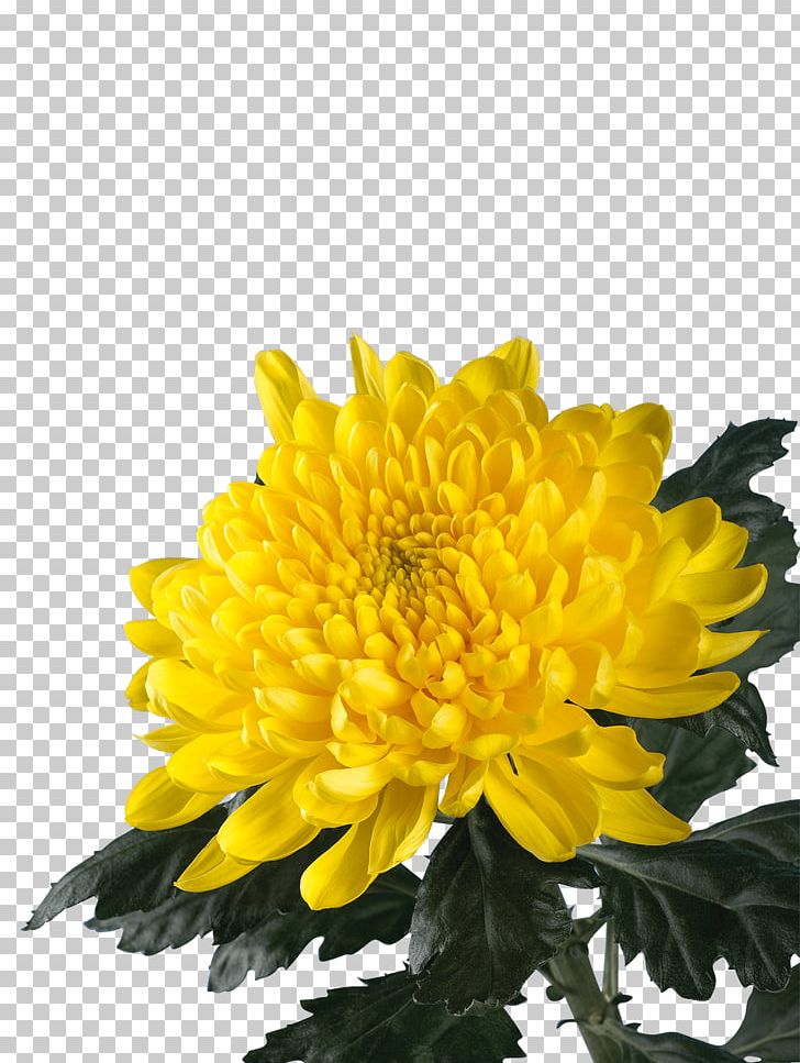 Chrysanthemum Annual Plant PNG, Clipart, Annual Plant, Chrysanthemum, Chrysanths, Daisy Family, Flower Free PNG Download