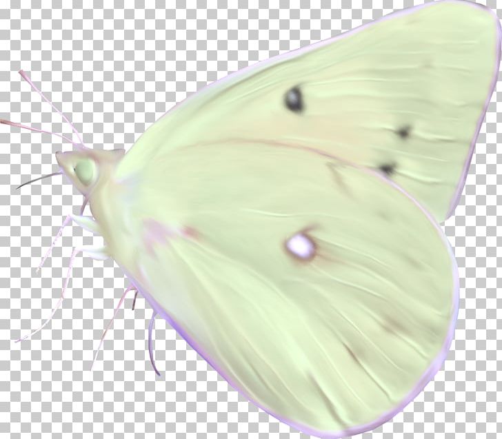 Clouded Yellows Brush-footed Butterflies Moth Pieridae Butterfly PNG, Clipart, Arthropod, Brush Footed Butterfly, Butterfly, Colias, Insect Free PNG Download